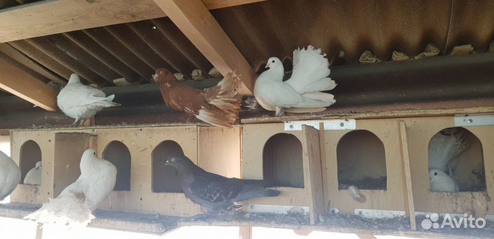 Голуби