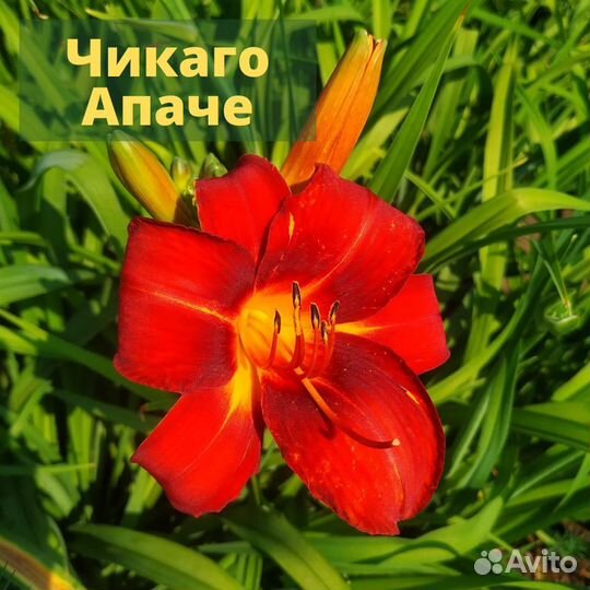 Лилейники