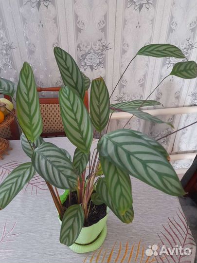 Продам цветы комнатные
