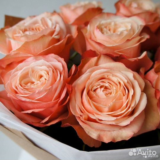 Розы (эквадор)