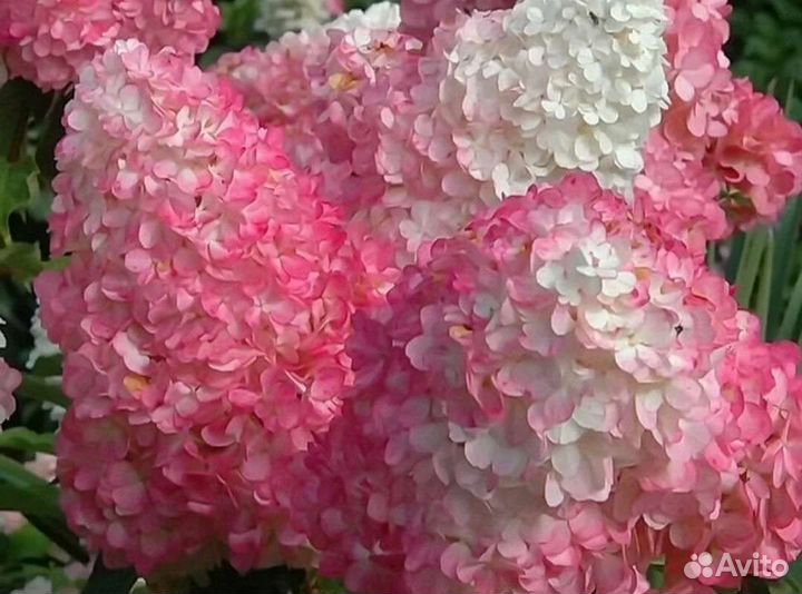 Гортензия метельчатая Стравберри Блоссом