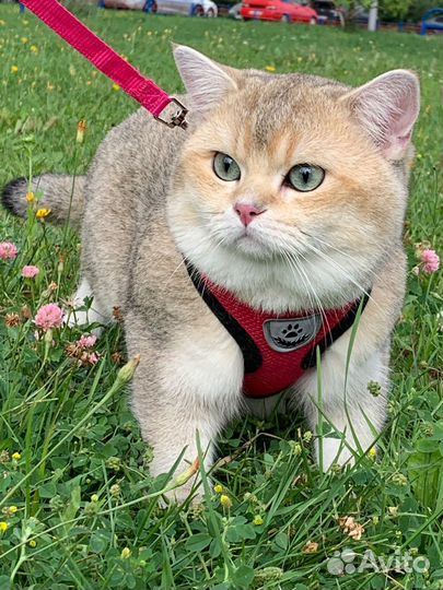 Британский кот вязка