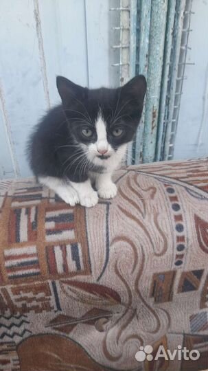 Отдам котят