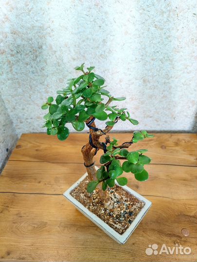 Бонсай Портулакария