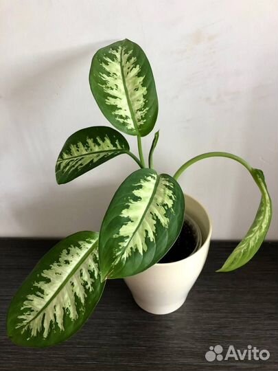 Диффенбахии