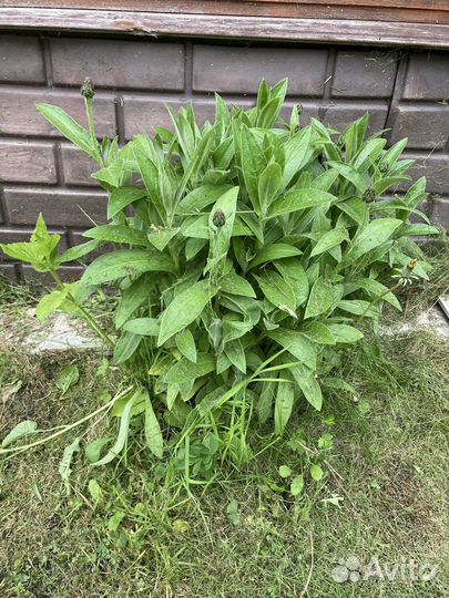 Васильки садовые