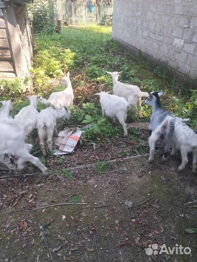 Козлята