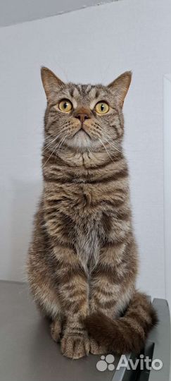 Кот