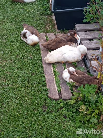 Индоутята подрощенные