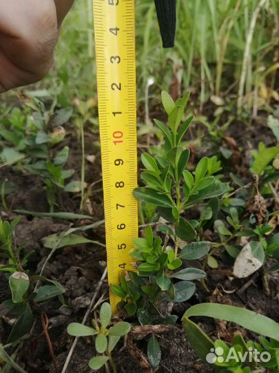 Саженцы самшита