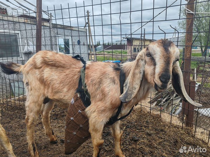 Продам или обменяю козлика 100% нубийца
