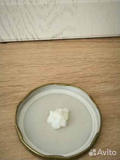 Кефирный молочный гриб