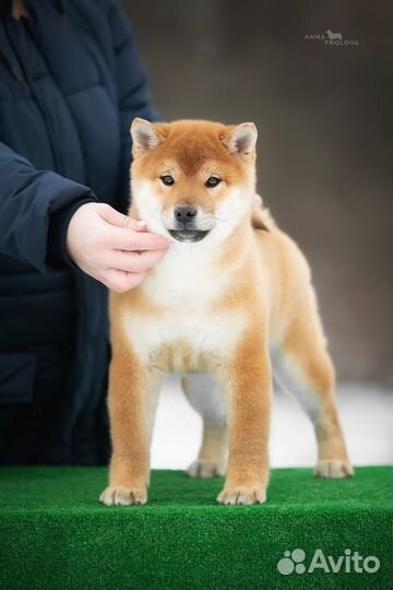 Кобель сиба из питомника