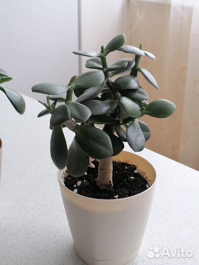 Денежное дерево (толстянка)