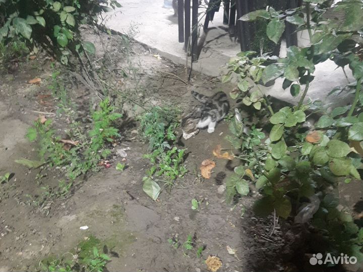 Вислоухие котята