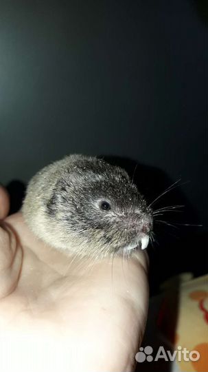 Слепушонка