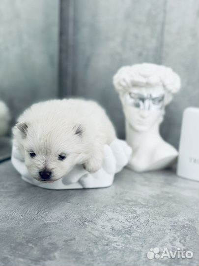 Померанский шпиц девочка