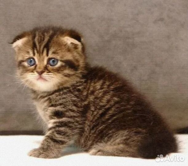 Солнышко котики