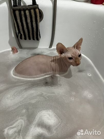 Канадский сфинкс