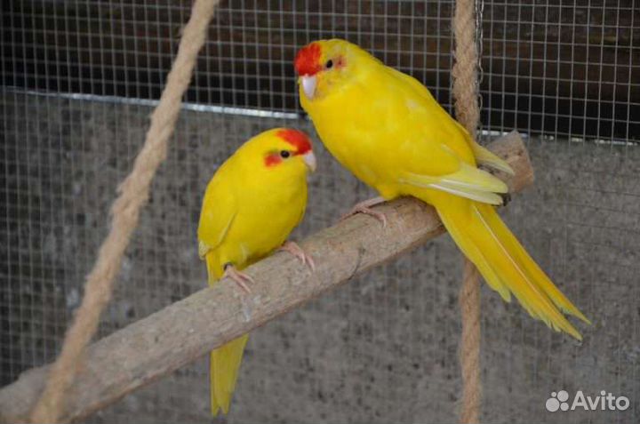 Попугаи оптом