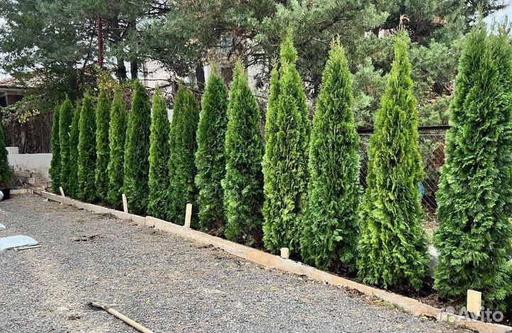 Туя Смарагд вип экстра с бесплатной доставкой