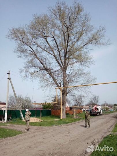 Спил деревьев