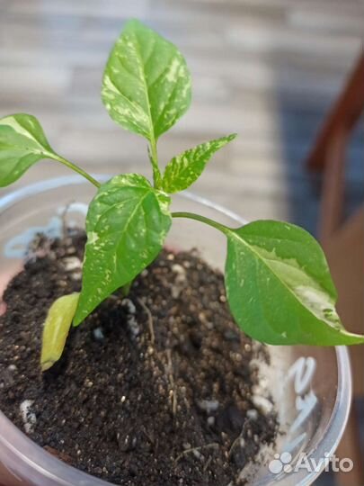 Рассада перца острогоPurple Cacho White Leafs