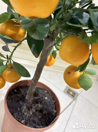 Каламондин