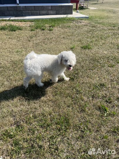 Щенки бишон фризе