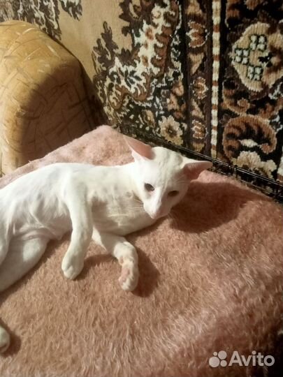 Ориентальный кот