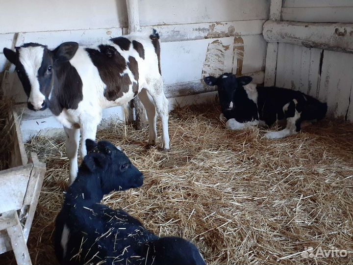 Молодые телята бычки