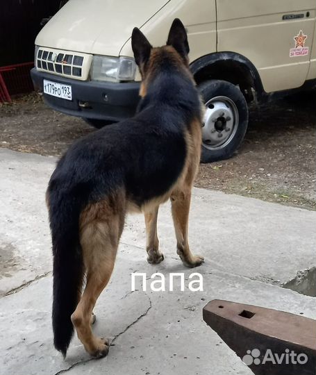 Щенки немецкой овчарки