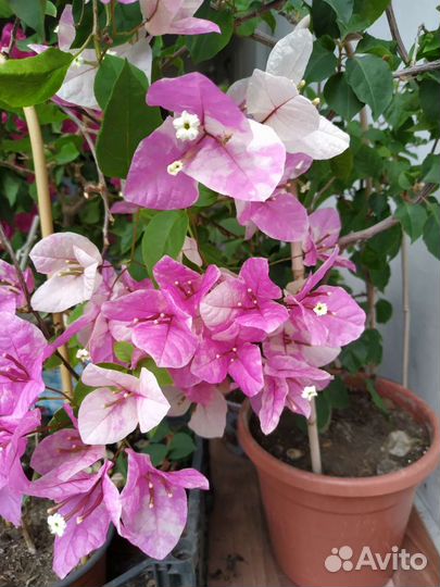 Бугенвиллия