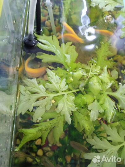 Рыбки аквариумные