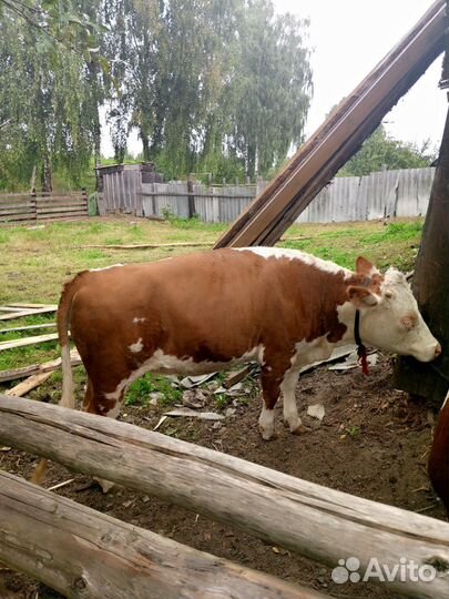 Быки бычки телята