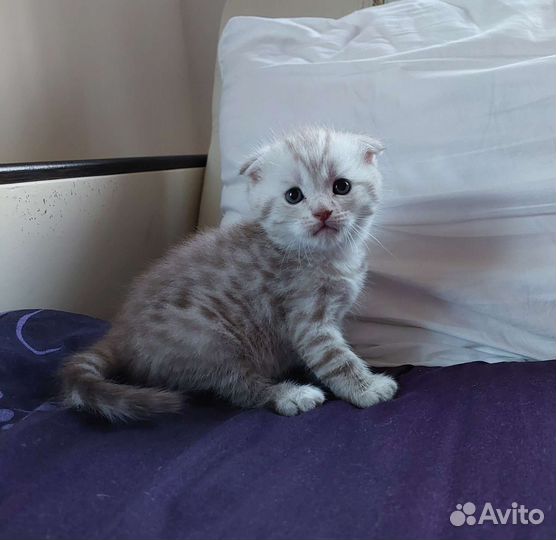 Шотландские котята мальчики и девочки