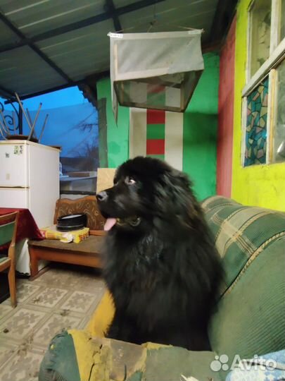 Ньюфаундленд