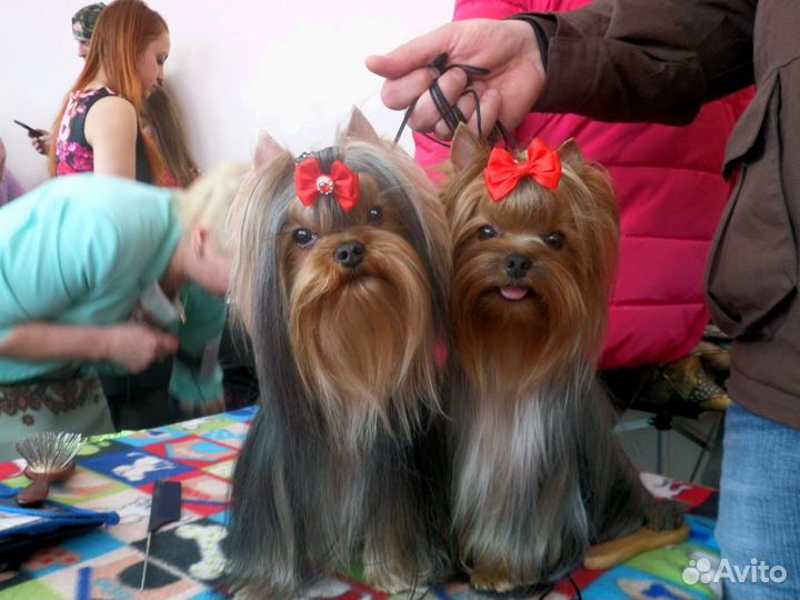 Девочки-йорочки