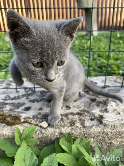 Котенок бесплатно