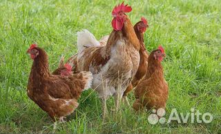 Куры, бройлеры, утята, гусята