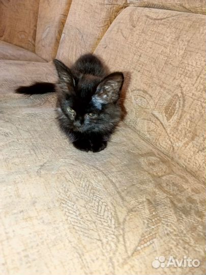 Котята в добрые руки девочка