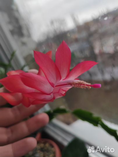 Шлюмбергера (декабрист)