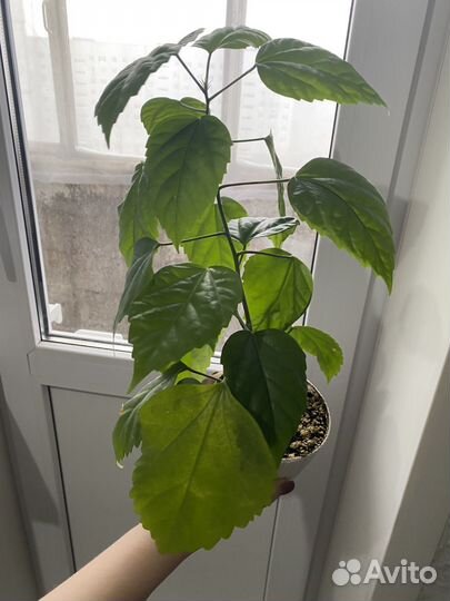 Цветы комнатные