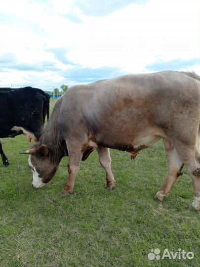 Продажа быков