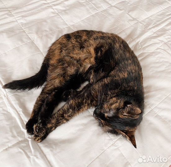 Грустная, но преданная кошка ждет свою семью