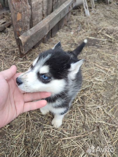 Щенки сибирской хаски