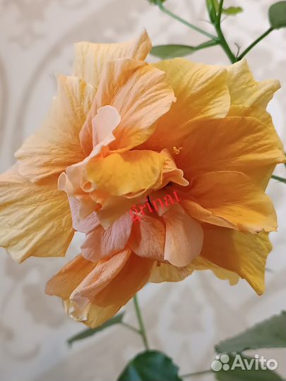 Абутилоны, гибискусы (укорененные черенки)