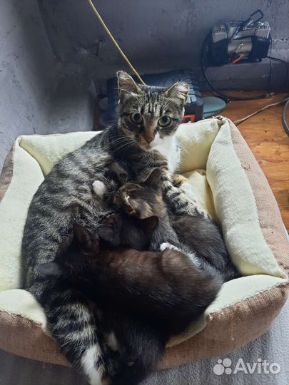 Кошки в добрые руки бесплатно