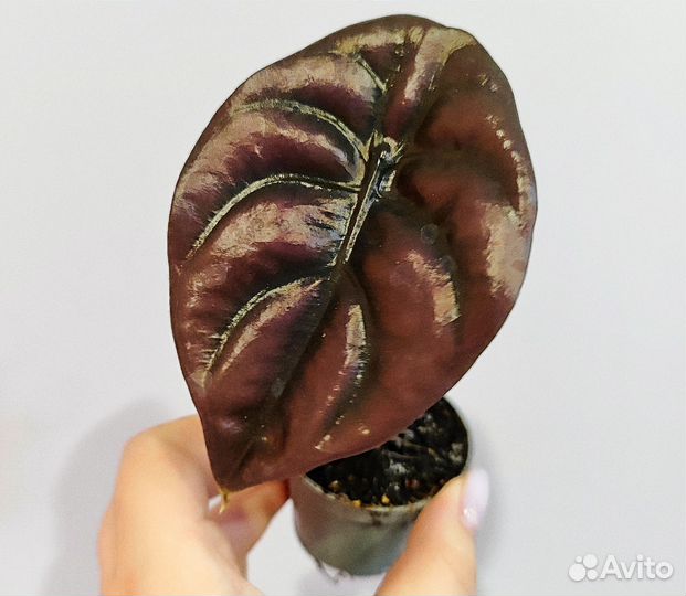 Алоказия купрея медная d6