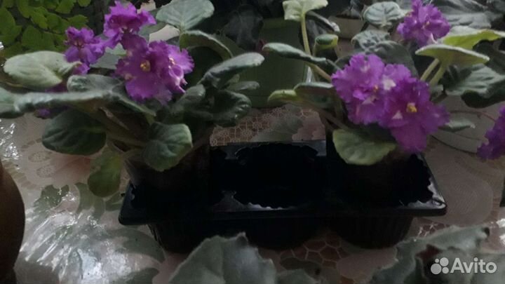 Алоэ вера, фиалки, денежное дерево и др